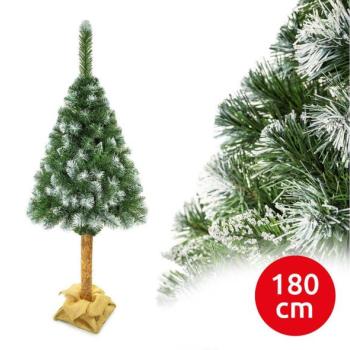  Karácsonyfa törzzsel, 180 cm magas fenyő  kép