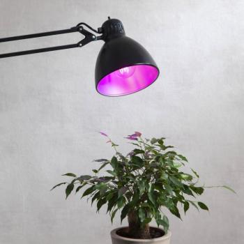 LED növény izzó virágzó, izzó A60, E27, 6,5 W piros kép
