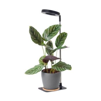 LED növénynevelő lámpa VERDI V2 5W 1300K Kobi Design fekete, lila fényű, ≥95, szabályozható, 5V, KOBI-004321 kép